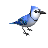 Blue Jay