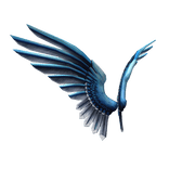 Blue Jay Wings