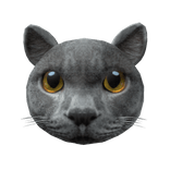 British Shorthair Cat