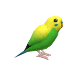 Budgerigar
