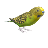 Budgerigar (Wild color)