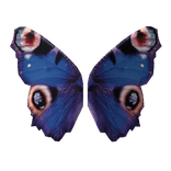Butterfly wings blue
