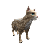 Cat Pet
