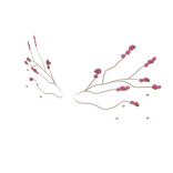 Cherry Blossom Wings