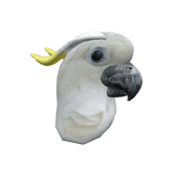 Cockatoo Head