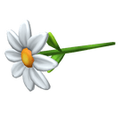 Daisy Flower