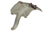 Flying Squirrel Friend