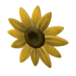 Fresh Sunflower