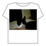 Funny Animal Pictures001