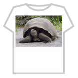 galapagos tortoise