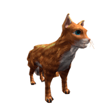 Ginger Cat Pet