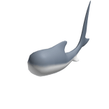 Great White Shark Tail