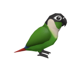 Green-Cheeked Conure