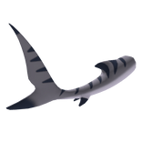 Grey Tiger Shark Tail