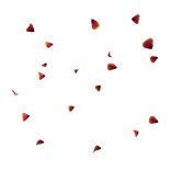 Hibiscus Flower Petal Rain