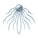 Jellyfish Cape