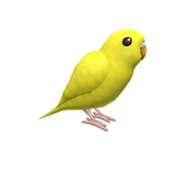 Lutino Budgerigar