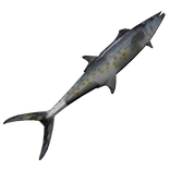 Mackerel