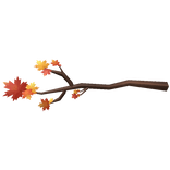 Maple Branch