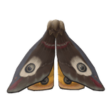 Mothwings Cape