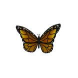 Orange Forehead butterfly