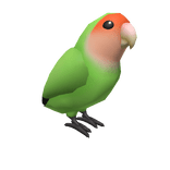 Peach-faced Lovebird