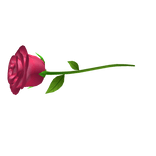 Pink Rose
