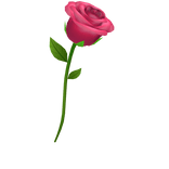 Pink Rose