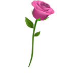 Pink Rose