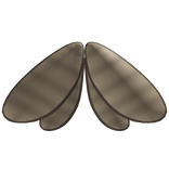 Plain Folded Moth Wings
