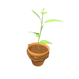 Potted Plant