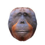 Realistic Orangutan Head 🦧