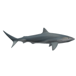 Realistic Shark (Shoulder)