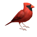Red Northern Cardinal