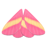 Rosy Maple Moth Wings (folded)