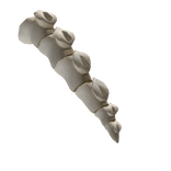 Skeleton Dinosaur Tail
