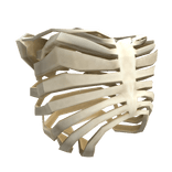 Skeleton Ribcage