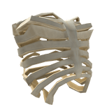 Skeleton Ribcage (for woman rig)