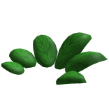 Sprouting Green Leaves