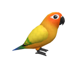 Sun Conure