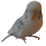 THE CUCU IS REAAAAAAAL!!!!!!