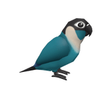 Turquoise-Cheeked Conure