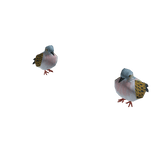 Turtle Doves