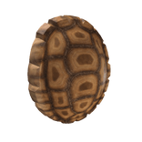 Turtle Shell