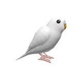 White Budgerigar