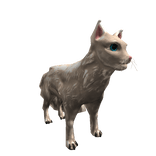 White Cat Pet