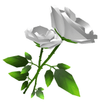 White Rose Bundle
