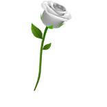 White Roses
