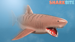 Sharkbite gallery