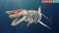 Sharkbite gallery